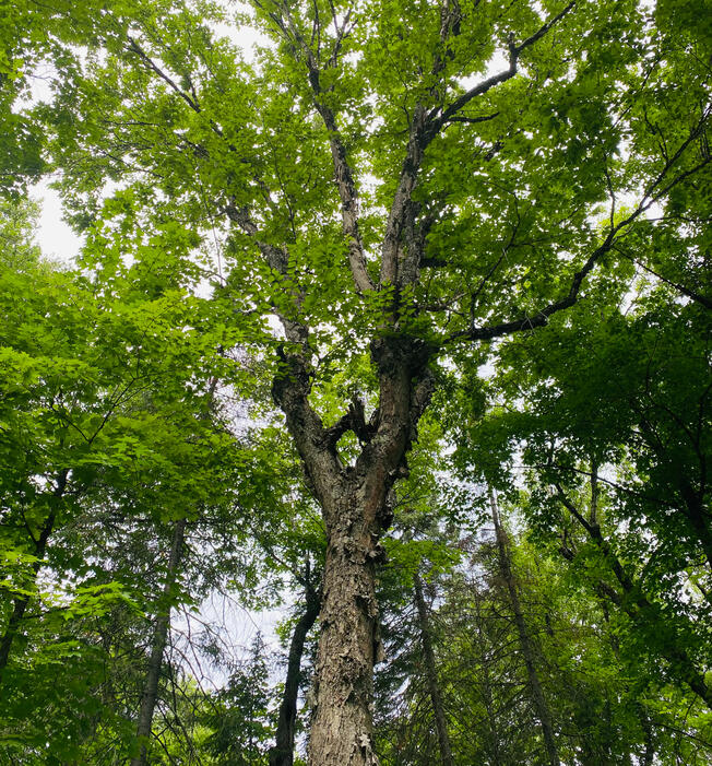Emma McKay, certified forest therapy guide and life coach